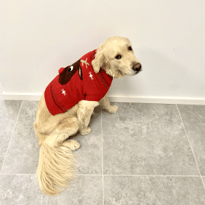 Hundens Julesweater - Rød med 3D