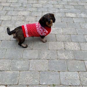 Hundens Julesweater Nordisk - Rød
